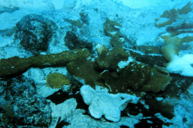 Coral branches that fell in sand corridors bordering the reef are stressed when they become abraded by rolling in the sand. Picture