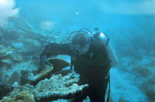 A diver moves a loose fragment of Elkhorn coral, Acropora palmatta, in preparation to reattach the fragment. Picture