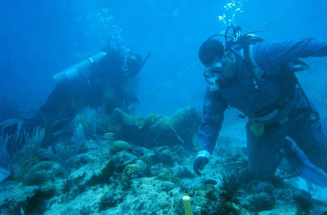 Two divers work to reattach a large fragment of Elkhorn coral, Acropora palmatta Picture