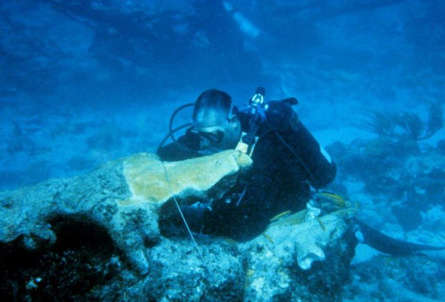 Close up of a diver after a coral is wired into place Picture