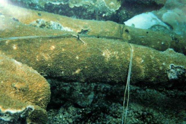 A wired fragment of Elkhorn coral, Acropora palmatta Picture