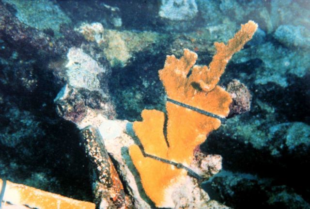 A coral fragment reattached using experimental plastic ties Picture