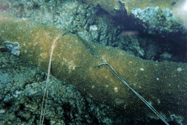 A close-up image of the stainless steel wire used to reattach a coral fragment to the reef. Picture