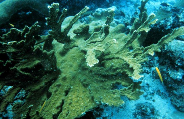 A close up of healthy Elkhorn coral, Acropora palmatta, missed by the grounding. Picture
