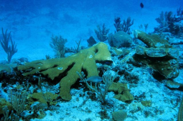 Severed coral fragments on the edge of the reef buttress Picture