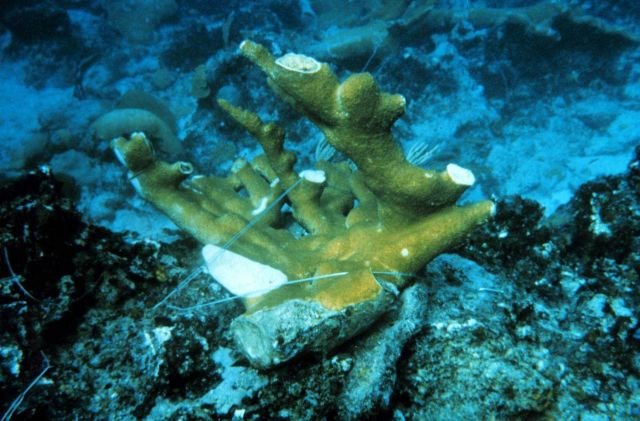 A hand shaped fragment of Elkhorn coral, Acropora palmatta, is wired tightly to the reef. Picture