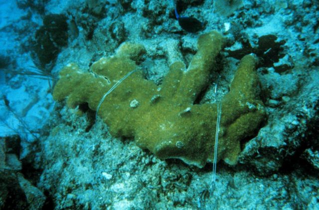 A coral fragment is wired in two places to keep it secure. Picture