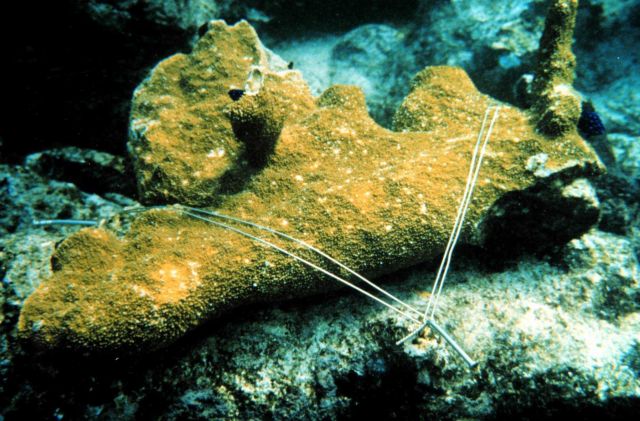 In the foreground, an Elkhorn coral, Acropora palmatta, fragment is reattached to the reef Picture