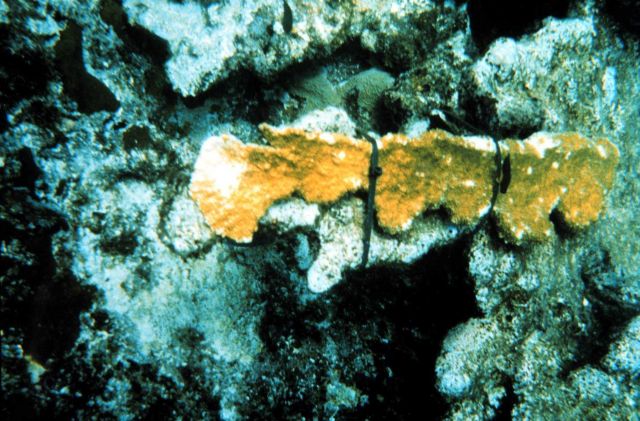 A coral fragment reattached using the experimental plastic ties that were later discarded in favor of stainless steel wire that could be tightened mor Picture