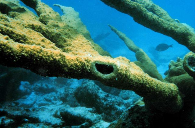 Close up of Elkhorn coral, Acropora palmatta, where a coral branch has been previously severed. Picture