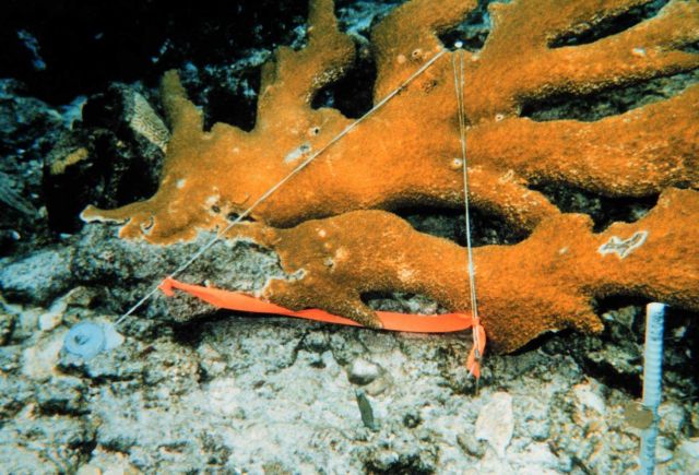 Wired coral fragments in a monitoring station are indicated by the fiberglass rebar in the foreground of the photograph Picture
