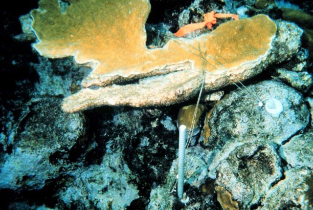A cross-wired coral fragment within the monitoring area Picture