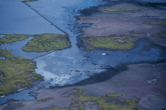 A close-up view of the created wetlands at Lake Chapeau. Picture