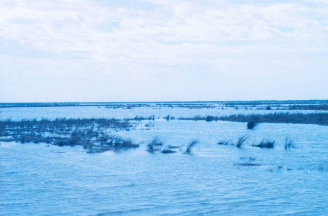 Lake Chapeau shoreline Picture