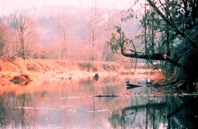 The typical unaltered pond/slough system that existed before the restoration Picture