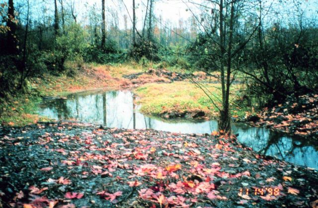 A portion of restored habitat is seen in the middle of the pond-like area and to the rear of the image. Picture