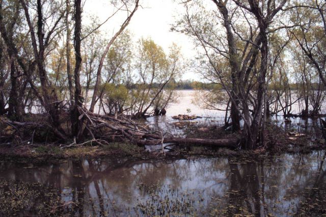 Looking at the outlet of the system with the river at flood stage. Picture