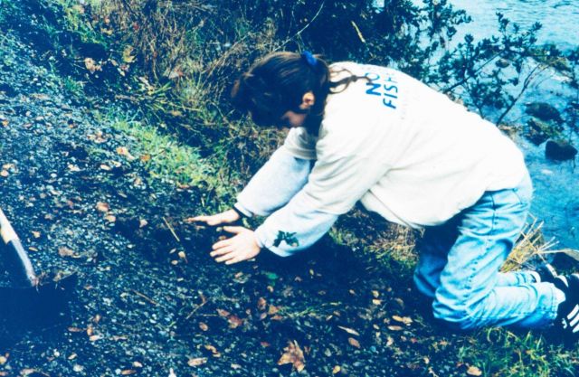 One of the volunteers from a local school plants native vegetation along the creek Picture