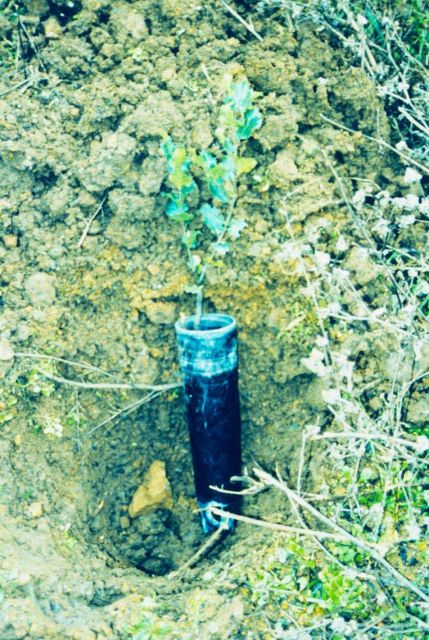 One of the seedlings being prepared for planting along creek Picture