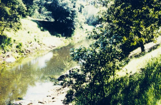A view of the native vegetation that was typically found at Brush Creek Picture