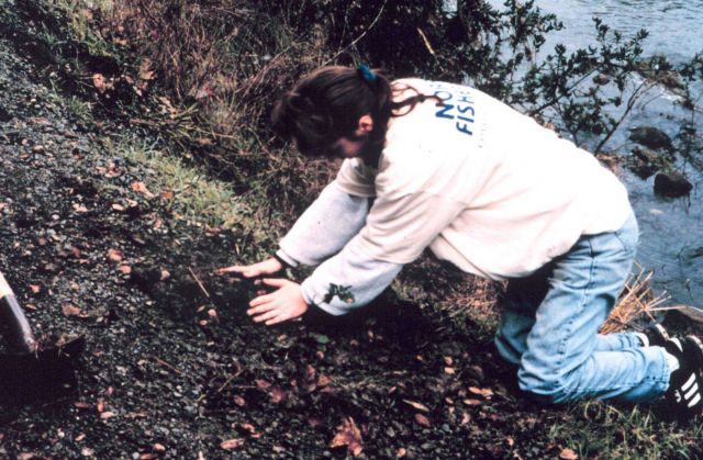 A student plants small native shrubs and trees in the riparian corridor to keep the stream cool. Picture