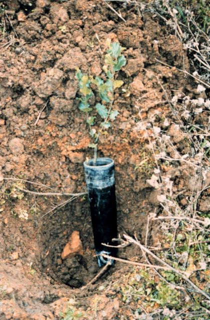 A small tree, newly planted. Picture