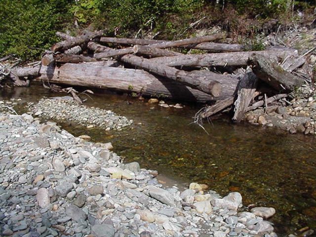 A channel beginning after a log jam was created in the stream. Picture