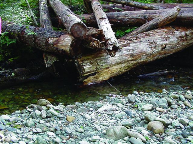 A log jam has helped to create a pool. Picture