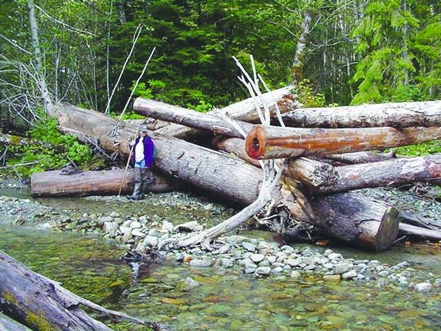 This image shows the huge size of the log jams at the Finney Creek restoration site Picture