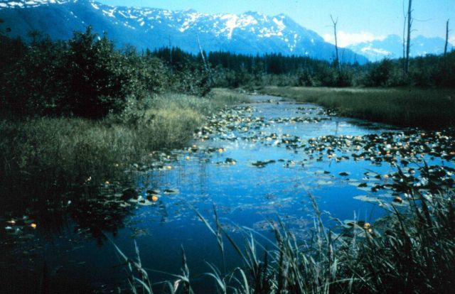 A pond on Duck Creek Picture