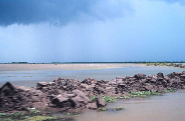 A view of the emerging wetlands at the Big Island restoration site. Picture