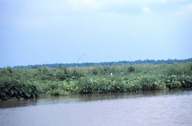 This image shows the vegetated edge of the containment dike in the center of the main project dike off the newly dredged project channel. Picture