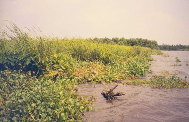 The edge of one of the marsh creation sites one year after construction. Picture