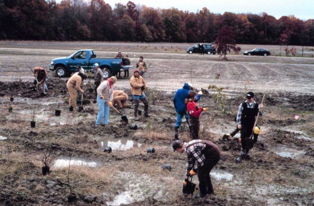 Workers plant shrub species in the emergent wetland area, note the still active farm in the background. Picture