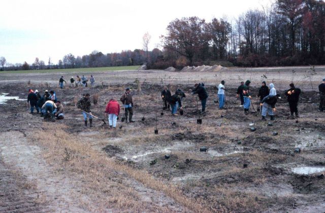 Volunteers in the emergent wetland, vegetation in the flood plain. Picture