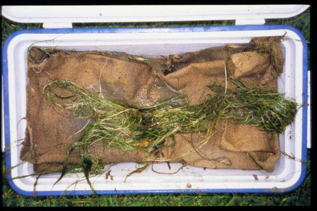 Zostera marina, eelgrass, about to be transplanted Picture