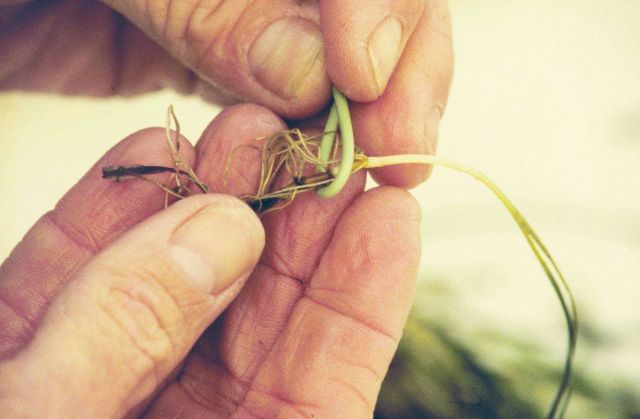 A propagule of Zostera marina Picture