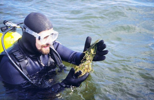 A diver collects eelgrass for transplanting Picture