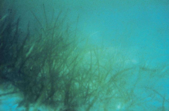 A healthy bed of eelgrass. Picture