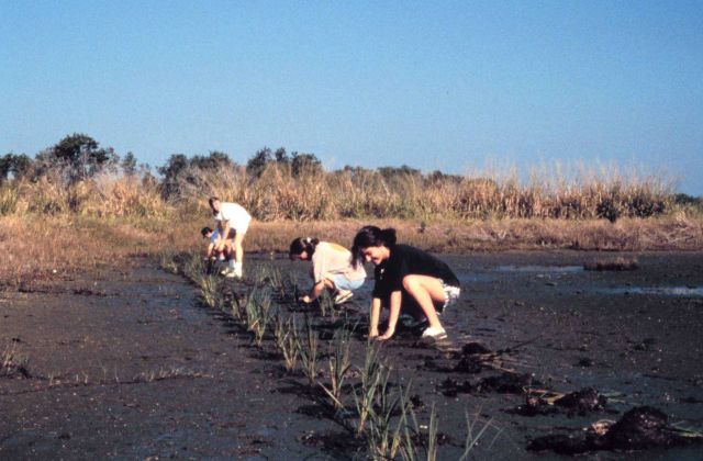 Two schools from Hillsborough County plant approximately 8,000 planting units of smooth cordgrass, Spartina alterniflora, at the Cockroach Bay Aquatic Picture