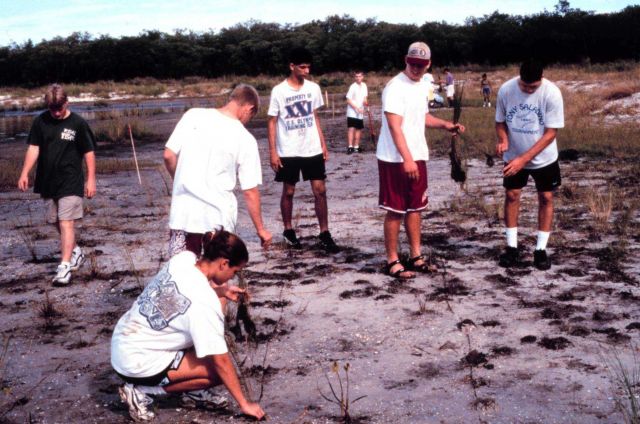 At Cockroach Bay Aquatic Reserve, a volunteer planting of 8,000 planting units of smooth cordgrass, Spartina alterniflora. Picture