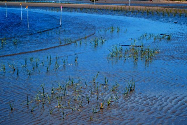 The plantings were conducted in different patterns to determine the most successful planting technique Picture