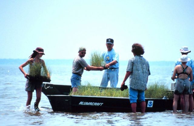 Volunteers move planting material to the island. Picture