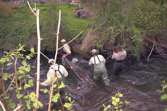 The first in a series of images that show restoration partners and volunteers collecting migrating anadromous blueback herring and alewife Picture