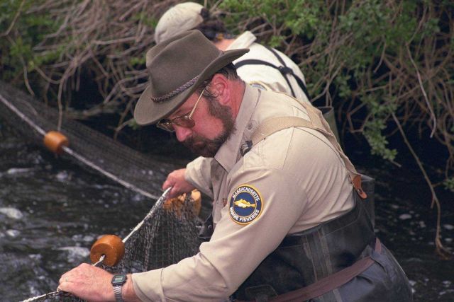 The third in a series of images that show restoration partners and volunteers collecting migrating anadromous blueback herring and alewife Picture