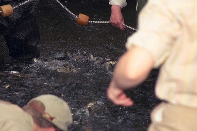 The fifth in a series of images that show restoration partners and volunteers collecting migrating anadromous blueback herring and alewife Picture