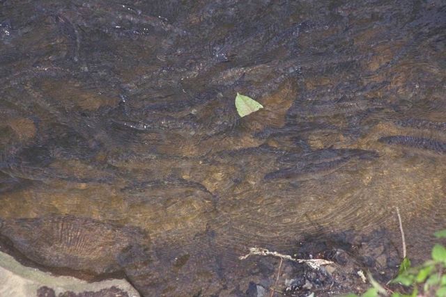 A single leaf floats above the river; hundreds of migrating blueback herring and alewife are just below the surface. Picture
