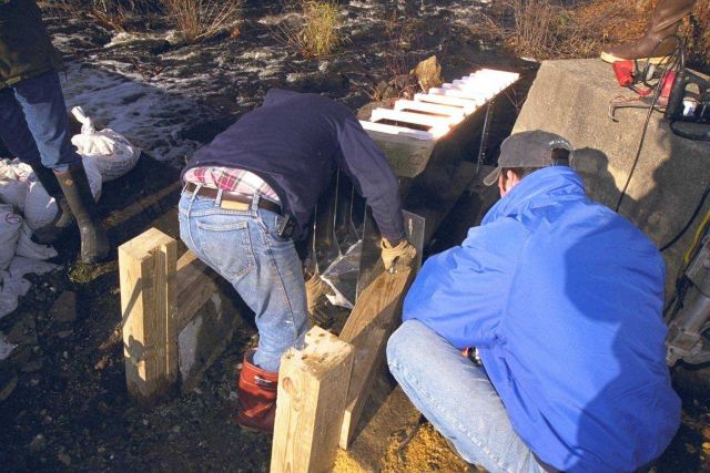 Contractors begin to fit the fish ladder into the notch in the dam. Picture