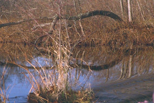 Fresh water wetlands at the Parker River restoration site. Picture