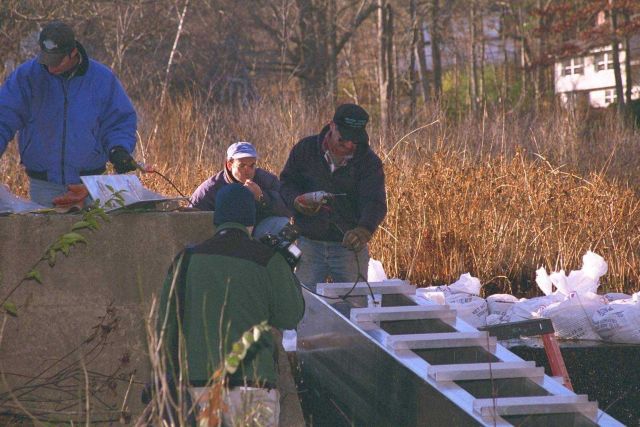 John Catena, NOAA Restoration Center, watches in the fading fall light as the project is completed. Picture